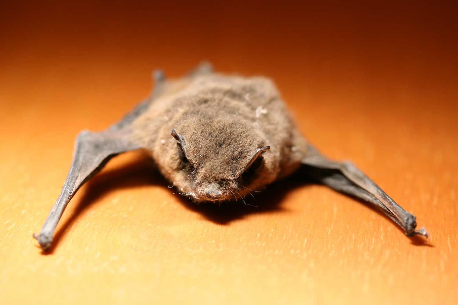 Pipistrello....morto